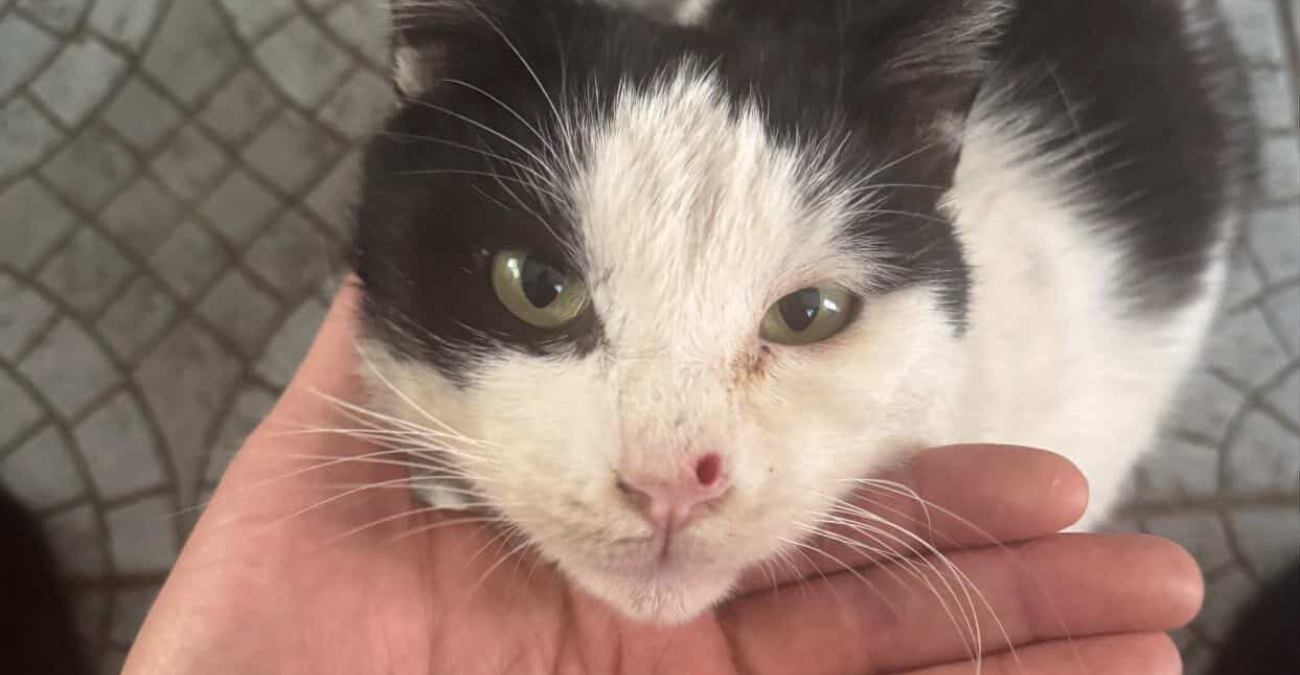 &Phi;&rho;ί&kappa;&eta; &sigma;&tau;&eta;&nu; &Kappa;ύ&pi;&rho;&omicron;: &Pi;&upsilon;&rho;&omicron;&beta;ό&lambda;&eta;&sigma;&alpha;&nu; &gamma;ά&tau;&omicron; &sigma;&tau;&omicron; &pi;&rho;ό&sigma;&omega;&pi;&omicron; - &Omicron;&rho;&gamma;ή &gamma;&iota;&alpha; &nu;έ&omicron; &pi;&epsilon;&rho;&iota;&sigma;&tau;&alpha;&tau;&iota;&kappa;ό &kappa;&alpha;&kappa;&omicron;&pi;&omicron;ί&eta;&sigma;&eta;&sigmaf; - &Phi;&omega;&tau;&omicron;&gamma;&rho;&alpha;&phi;ί&epsilon;&sigmaf;