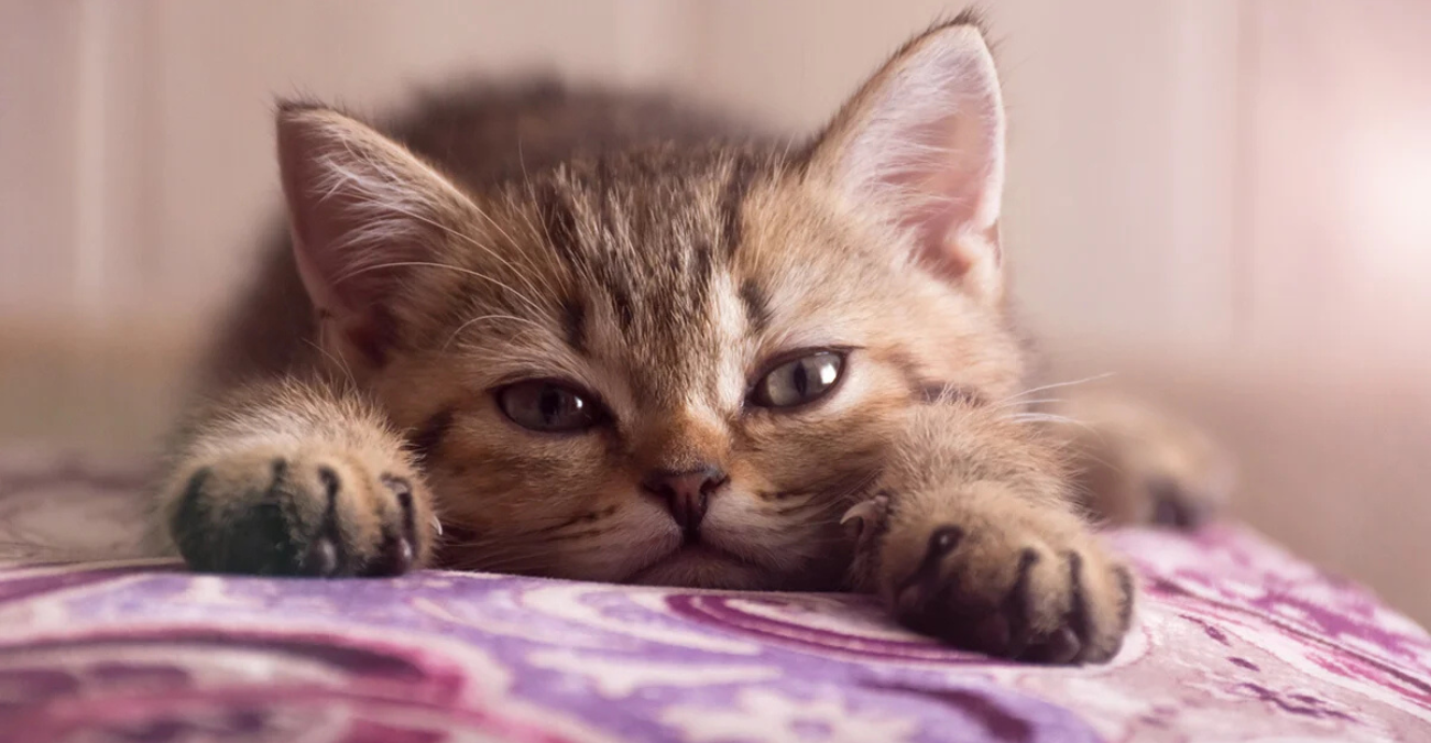 &Omicron; &gamma;ά&tau;&omicron;&sigmaf; &omicron; &omicron;&pi;&omicron;ί&omicron;&sigmaf; &alpha;&nu;&alpha;&sigma;&tau;ά&tau;&omega;&sigma;&epsilon; &mu;&iota;&alpha; &omicron;&lambda;ό&kappa;&lambda;&eta;&rho;&eta; &gamma;&epsilon;&iota;&tau;&omicron;&nu;&iota;ά &sigma;&tau;&omicron; &Sigma;&tau;&rho;ό&beta;&omicron;&lambda;&omicron;