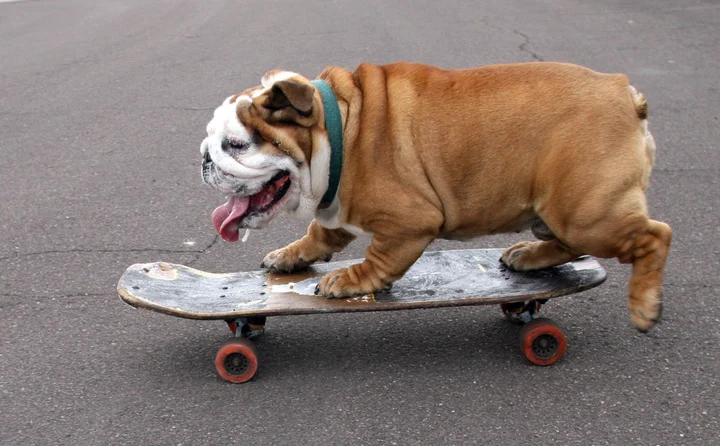 Chowder, το μπουλντόγκ που κάνει skateboard και έχει γίνει viral στο TikTok Chowder, το μπουλντόγκ που κάνει skateboard και έχει γίνει viral στο TikTok