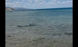 K&alpha;&rho;&chi;&alpha;&rho;ί&alpha;&sigmaf; &epsilon;&mu;&phi;&alpha;&nu;ί&sigma;&tau;&eta;&kappa;&epsilon; &sigma;&epsilon; &pi;&alpha;&rho;&alpha;&lambda;ί&alpha; &sigma;&tau;&eta;&nu; &Epsilon;&lambda;&lambda;ά&delta;&alpha; - &Delta;&epsilon;ί&tau;&epsilon; &tau;&omicron; &beta;ί&nu;&tau;&epsilon;&omicron;