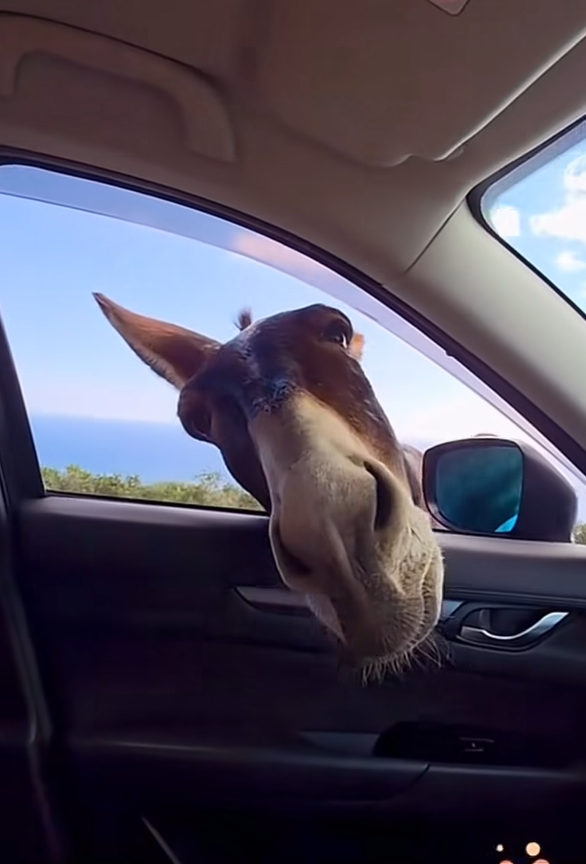 Τους περικύκλωσαν γαϊδουράκια και αυτές τα… τάισαν χαρούπια – Δείτε βίντεο