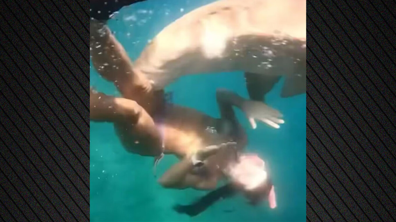 ΒΙΝΤΕΟ: Άγρια επίθεση καρχαρία σε γυναίκα