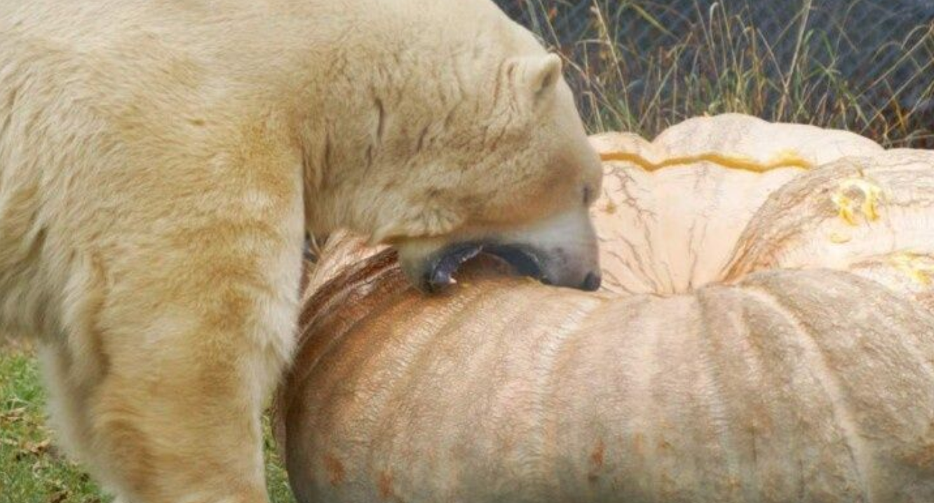 Καναδάς: Πολική αρκούδα έφαγε κολοκύθα που ζυγίζει περισσότερα κιλά από την ίδια