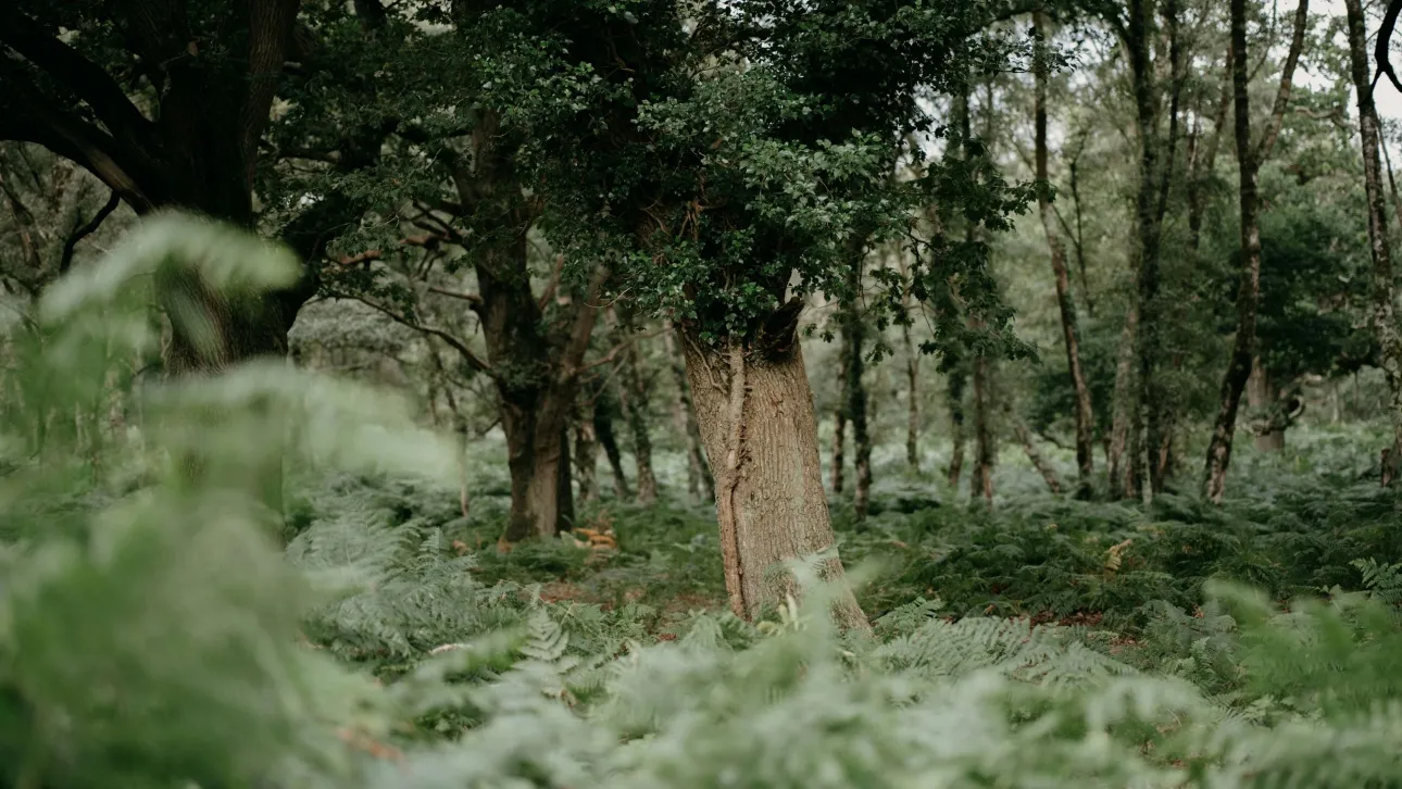Πατέρας έκρυβε τα παιδιά του στην άγρια φύση - Εικόνες από τα μυστικά κρησφύγετά του