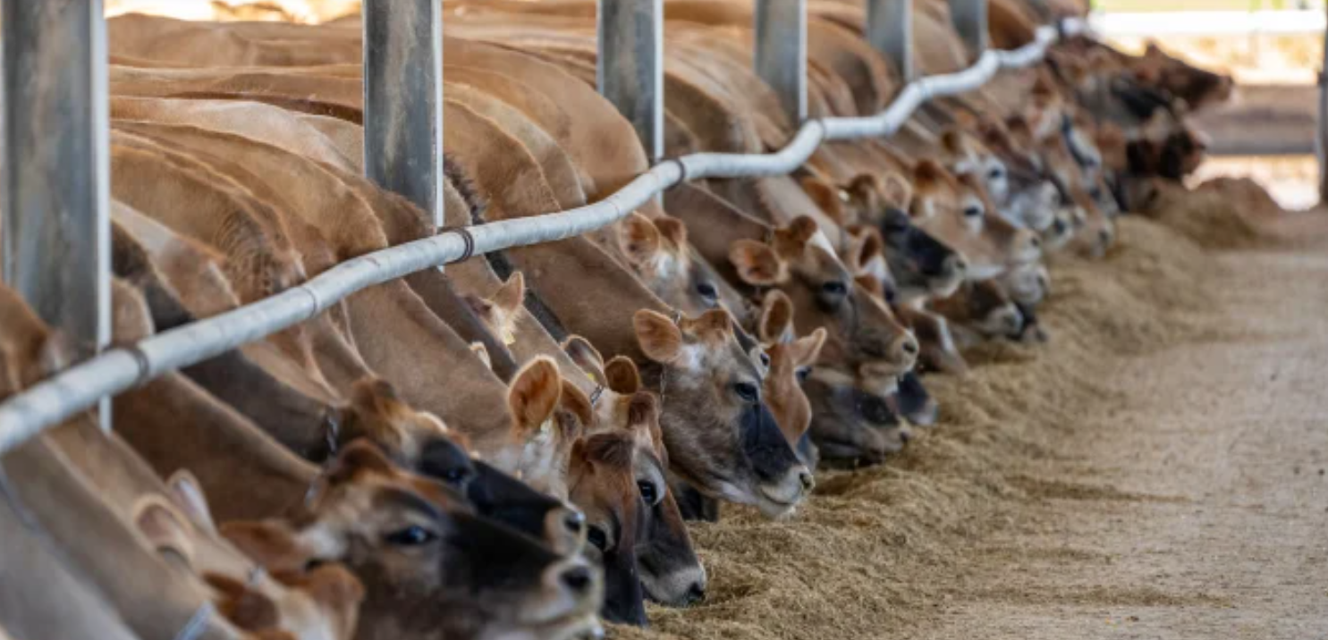 &Alpha;&phi;&theta;ώ&delta;&eta;&sigmaf; &pi;&upsilon;&rho;&epsilon;&tau;ό&sigmaf;: &Alpha;&upsilon;&sigma;&tau;&eta;&rho;ά &mu;έ&tau;&rho;&alpha; &alpha;&pi;ό &tau;&iota;&sigmaf; &Kappa;&tau;&eta;&nu;&iota;&alpha;&tau;&rho;&iota;&kappa;έ&sigmaf; &Upsilon;&pi;&eta;&rho;&epsilon;&sigma;ί&epsilon;&sigmaf; - Έ&rho;&chi;&omicron;&nu;&tau;&alpha;&iota; &Kappa;ύ&pi;&rho;&omicron; &Epsilon;&upsilon;&rho;&omega;&pi;&alpha;ί&omicron;&iota; &epsilon;&mu;&pi;&epsilon;&iota;&rho;&omicron;&gamma;&nu;ώ&mu;&omicron;&nu;&epsilon;&sigmaf;