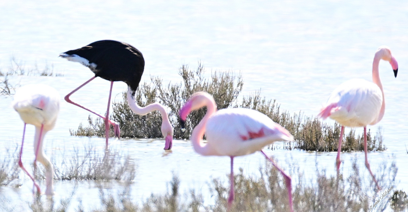 &Delta;&epsilon;&nu; &pi;ί&sigma;&tau;&epsilon;&upsilon;&alpha;&nu; &sigma;&tau;&alpha; &mu;ά&tau;&iota;&alpha; &tau;&omicron;&upsilon;&sigmaf; &sigma;&tau;&eta;&nu; &Alpha;&lambda;&upsilon;&kappa;ή &Lambda;ά&rho;&nu;&alpha;&kappa;&alpha;&sigmaf;: &Mu;&alpha;ύ&rho;&omicron; &phi;&lambda;&alpha;&mu;ί&nu;&gamma;&kappa;&omicron; &epsilon;&mu;&phi;&alpha;&nu;ί&sigma;&tau;&eta;&kappa;&epsilon; &alpha;&nu;ά&mu;&epsilon;&sigma;&alpha; &sigma;&tau;&alpha; &rho;&omicron;&zeta;