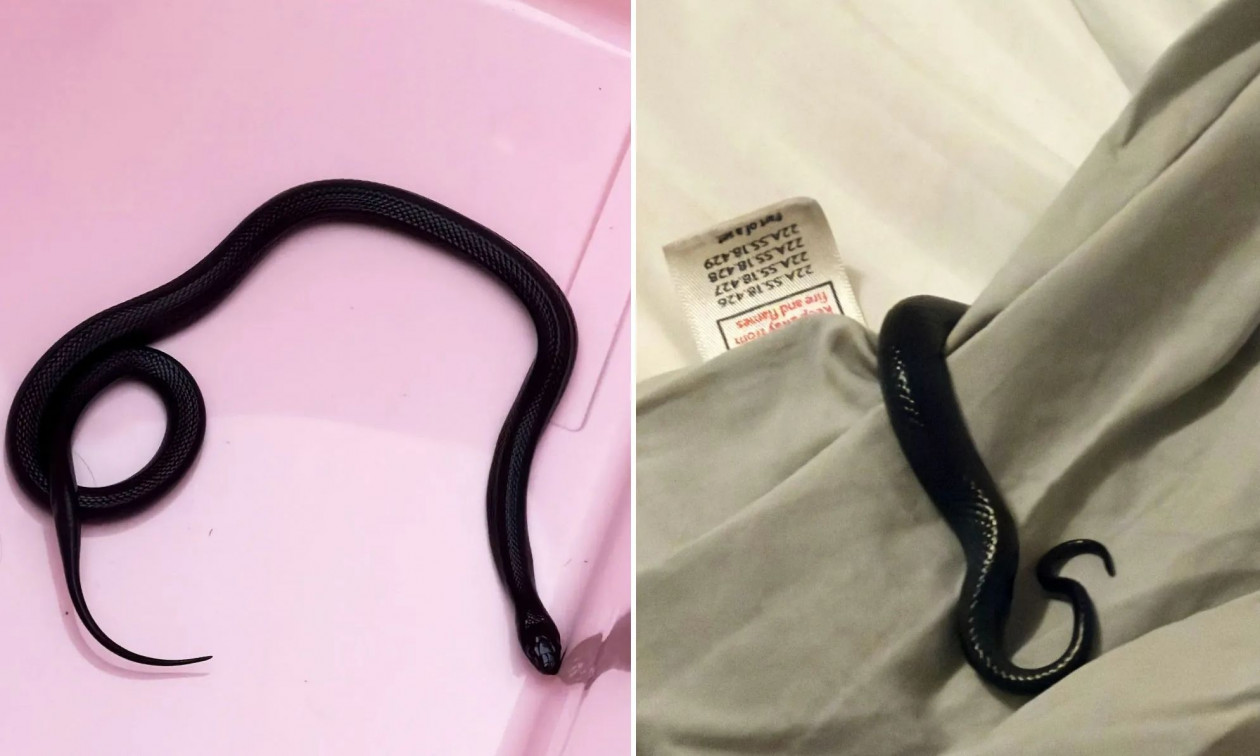 X&epsilon;&iota;&rho;ό&tau;&epsilon;&rho;&omicron;&sigmaf; &epsilon;&phi;&iota;ά&lambda;&tau;&eta;&sigmaf;: &Mu;&alpha;ύ&rho;&omicron; &beta;&alpha;&sigma;&iota;&lambda;&iota;&kappa;ό &phi;ί&delta;&iota; &kappa;&rho;&upsilon;&beta;ό&tau;&alpha;&nu; &kappa;ά&tau;&omega; &alpha;&pi;ό &tau;&omicron; &mu;&alpha;&xi;&iota;&lambda;ά&rho;&iota; &tau;&eta;&sigmaf;, &alpha;&lambda;&lambda;ά &delta;&epsilon;&nu; &xi;έ&rho;&epsilon;&iota; &alpha;&pi;ό &pi;ό&tau;&epsilon;