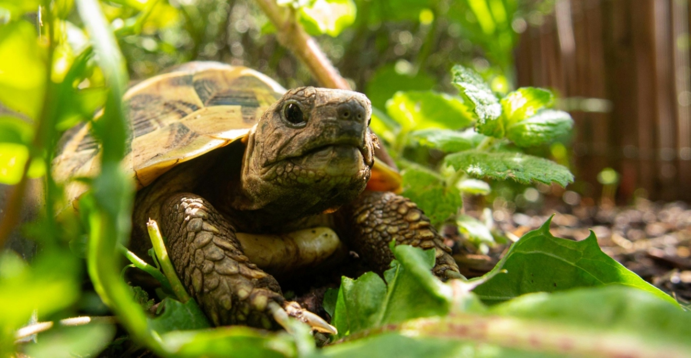&Alpha;&rho;&sigma;&epsilon;&nu;&iota;&kappa;έ&sigmaf; &chi;&epsilon;&lambda;ώ&nu;&epsilon;&sigmaf; &kappa;&alpha;&kappa;&omicron;&pi;&omicron;&iota;&omicron;ύ&nu; &tau;&iota;&sigmaf; &theta;&eta;&lambda;&upsilon;&kappa;έ&sigmaf; &kappa;&alpha;&iota; &alpha;&upsilon;&tau;έ&sigmaf; &laquo;&alpha;&upsilon;&tau;&omicron;&kappa;&tau;&omicron;&nu;&omicron;ύ&nu;&raquo; &gamma;&iota;&alpha; &nu;&alpha; &gamma;&lambda;&iota;&tau;ώ&sigma;&omicron;&upsilon;&nu;