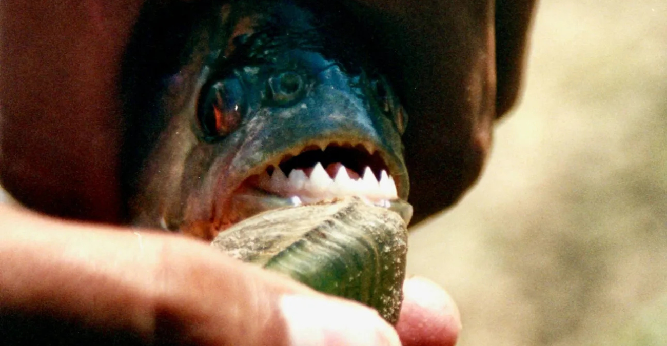 Επιθέσεις από πιράνχα στην Αργεντινή: Πάνω από 40 τραυματίες - Ένας ακρωτηριασμός