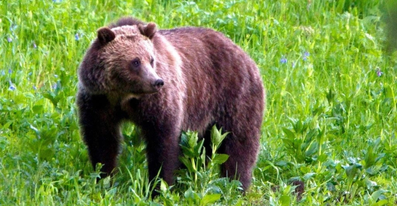 Fake ανάρτηση με τεχνητή νοημοσύνη προειδοποιούσε για αρκούδες και έσπειρε πανικό