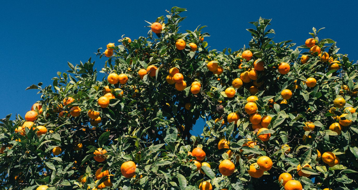Δύο γειτονικά χωριά, δύο διαφορετικά φεστιβάλ για το ίδιο φρούτο, με τον ίδιο καλλιτέχνη στο πρόγραμμα
