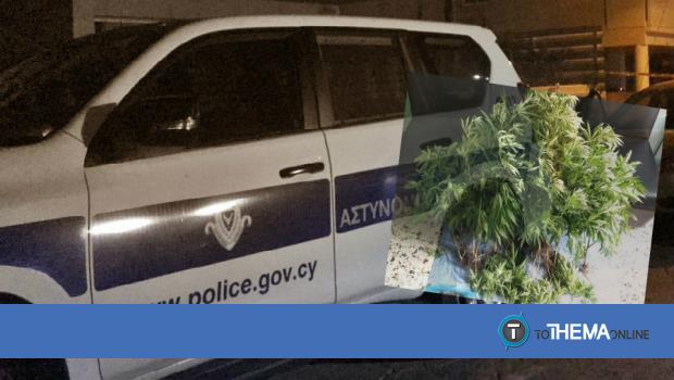 Φύτεψε στην αυλή του σπιτιού του κάνναβη - Χειροπέδες σε 21χρονο στην Πάφο - Vimarsana News